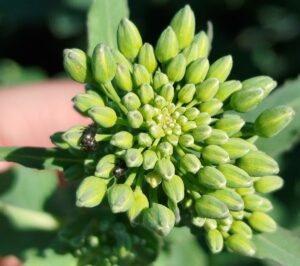 Uljana repica: hitno suzbijane repičinog sjajnika