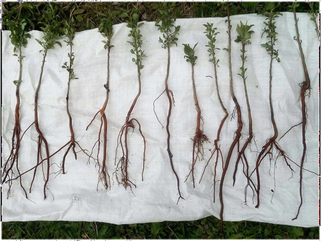 Stare sorte – nova šansa