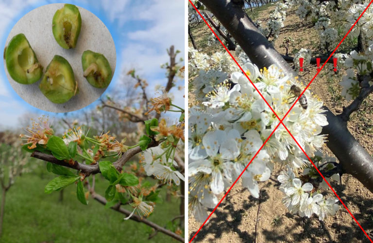 Rane sorte šljive u opasnosti od šljivine ose