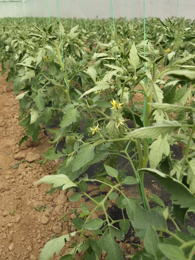 Primećen moljac paradajza u Jablaničkom okrugu