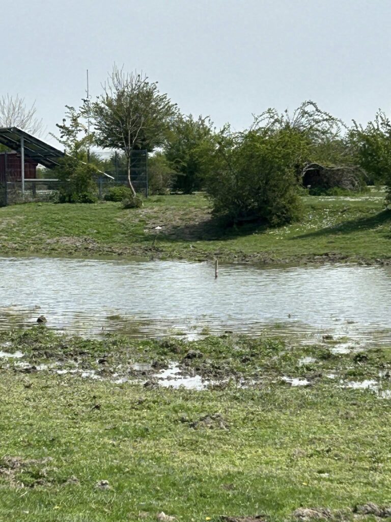 ZASAVICA: Gde Sava razdvaja Srem i Mačvu, a priroda i dalje vodi glavnu reč