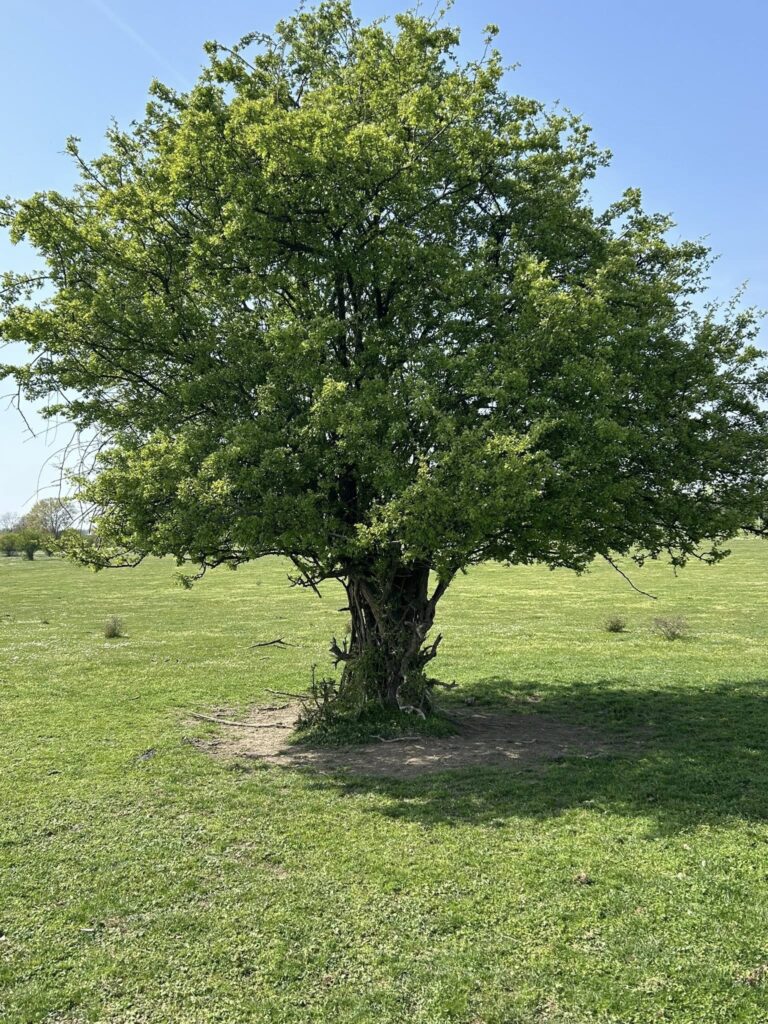 ZASAVICA: Gde Sava razdvaja Srem i Mačvu, a priroda i dalje vodi glavnu reč
