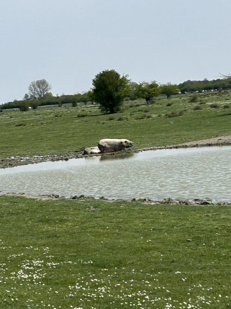 ZASAVICA: Gde Sava razdvaja Srem i Mačvu, a priroda i dalje vodi glavnu reč
