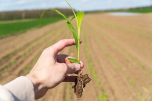 Setva kukuruza u Nišavskom okrugu
