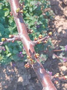 viber-image-2026-03-07-20-32-36-418