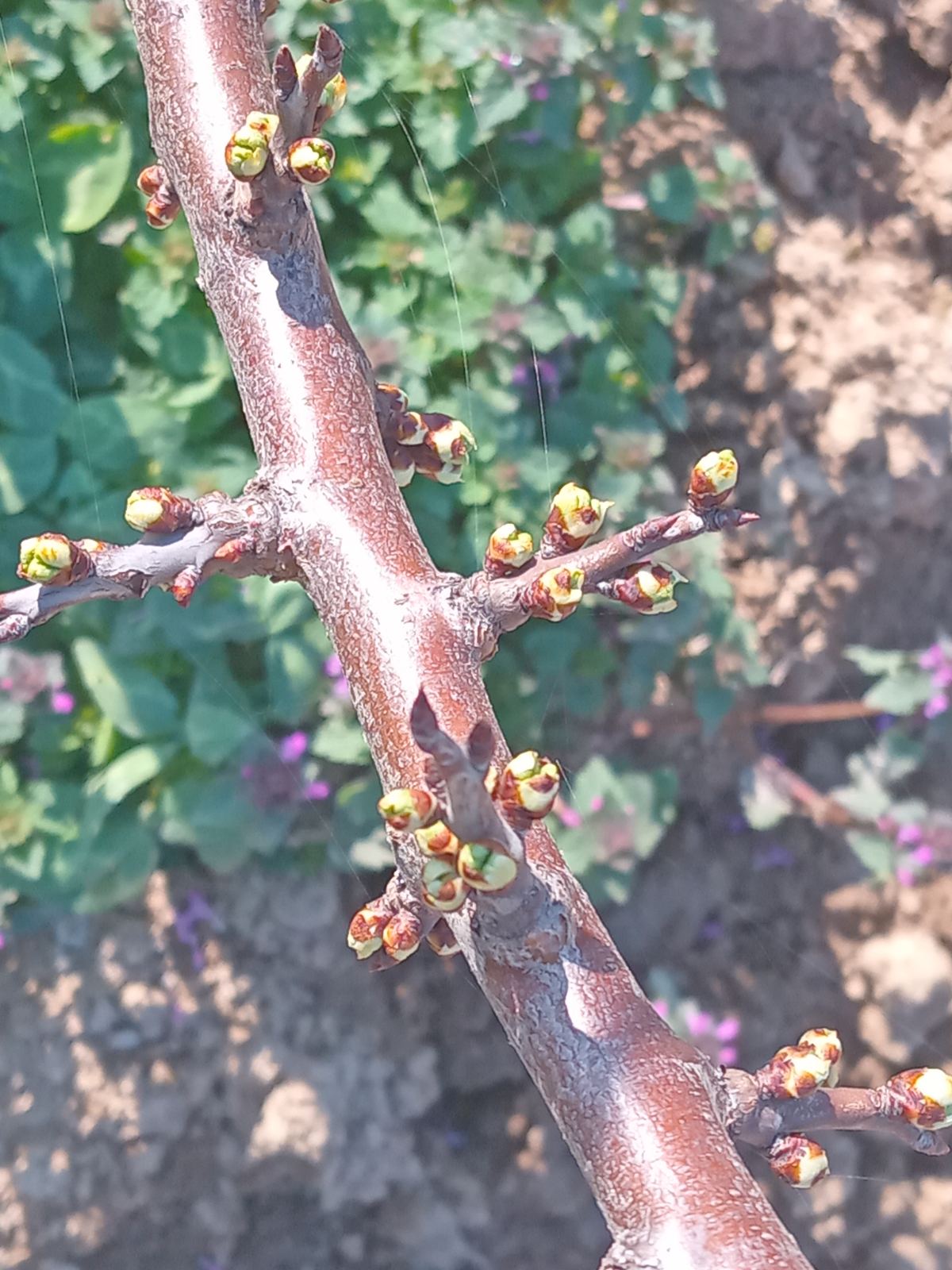 viber-image-2026-03-07-20-32-36-418