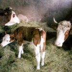 Kako prepoznati problem u buragu goveda u dva minuta