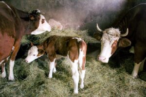 Kako prepoznati problem u buragu goveda u dva minuta