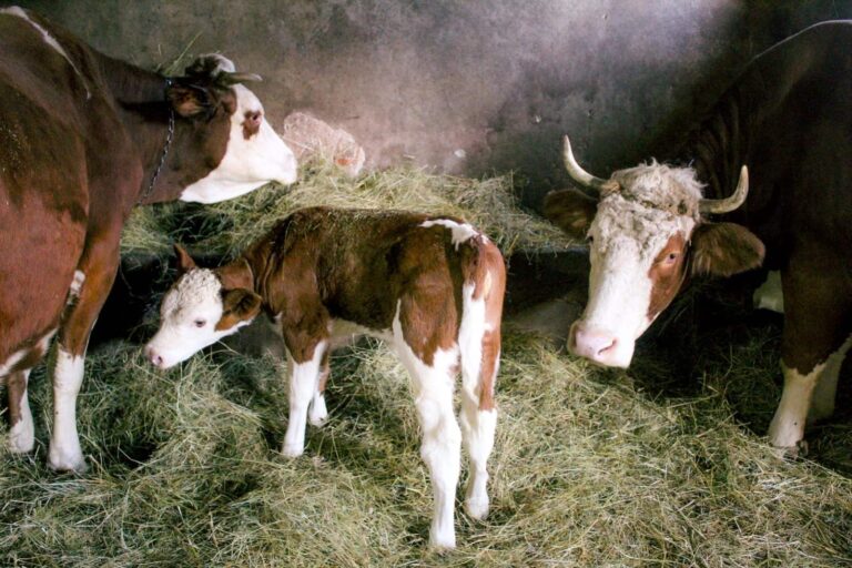 Kako prepoznati problem u buragu goveda u dva minuta