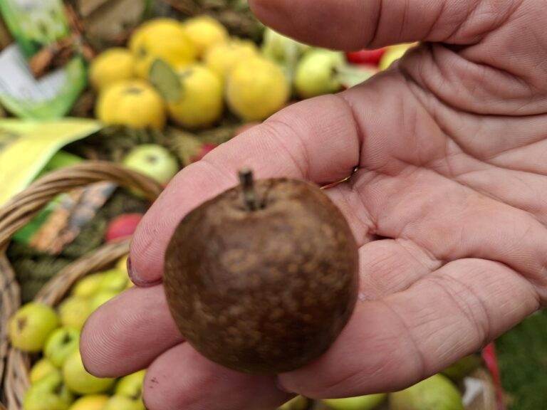 Stare sorte – nova šansa