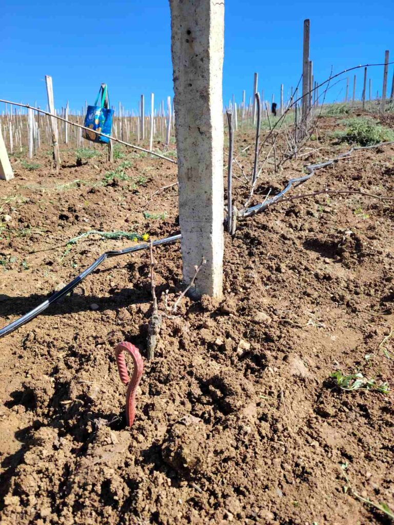 Stub vinograda: zašto pravi izbor odlučuje rod i dugovečnost čokota