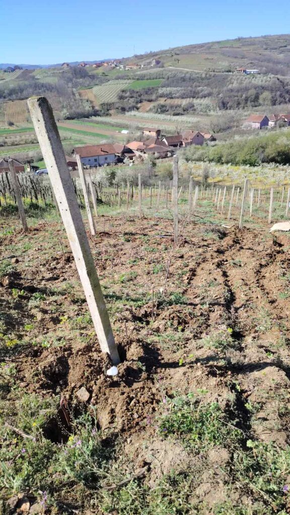 Stub vinograda: zašto pravi izbor odlučuje rod i dugovečnost čokota