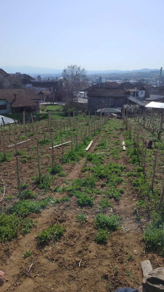 Stub vinograda: zašto pravi izbor odlučuje rod i dugovečnost čokota