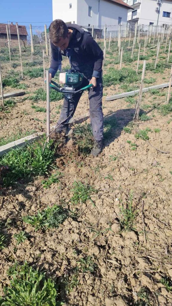 Stub vinograda: zašto pravi izbor odlučuje rod i dugovečnost čokota