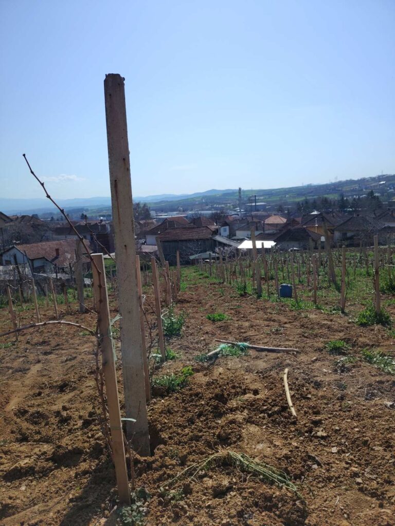 Stub vinograda: zašto pravi izbor odlučuje rod i dugovečnost čokota