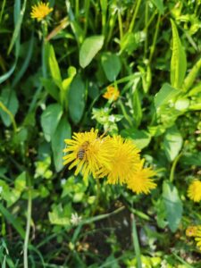 Studija pokazala: herbicid glifosat menja ponašanje pčela i ugrožava oprašivanje