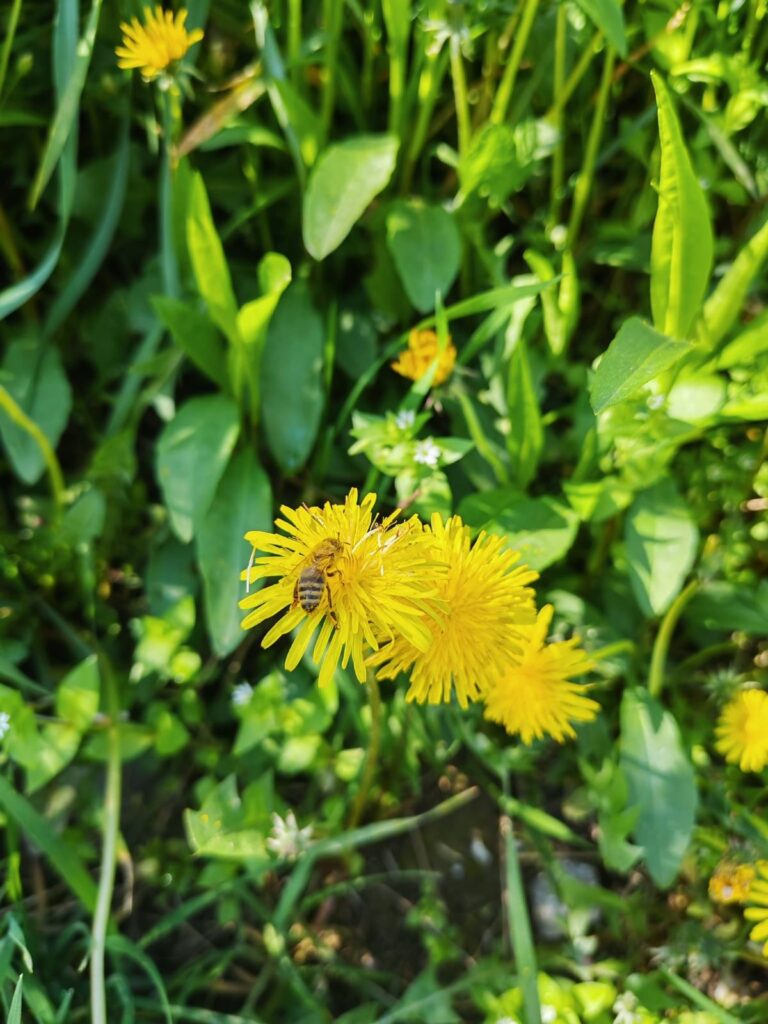 Studija pokazala: herbicid glifosat menja ponašanje pčela i ugrožava oprašivanje