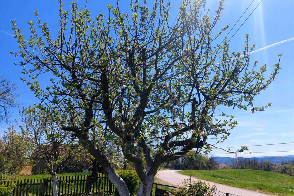 Grad te melje, selo leči: novi početak među redovima kupine