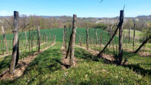 Grad te melje, selo leči: novi početak među redovima kupine