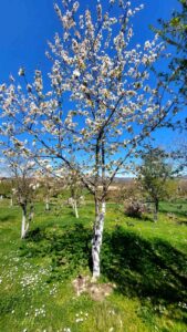 viber-image-2026-04-07-12-02-31-779