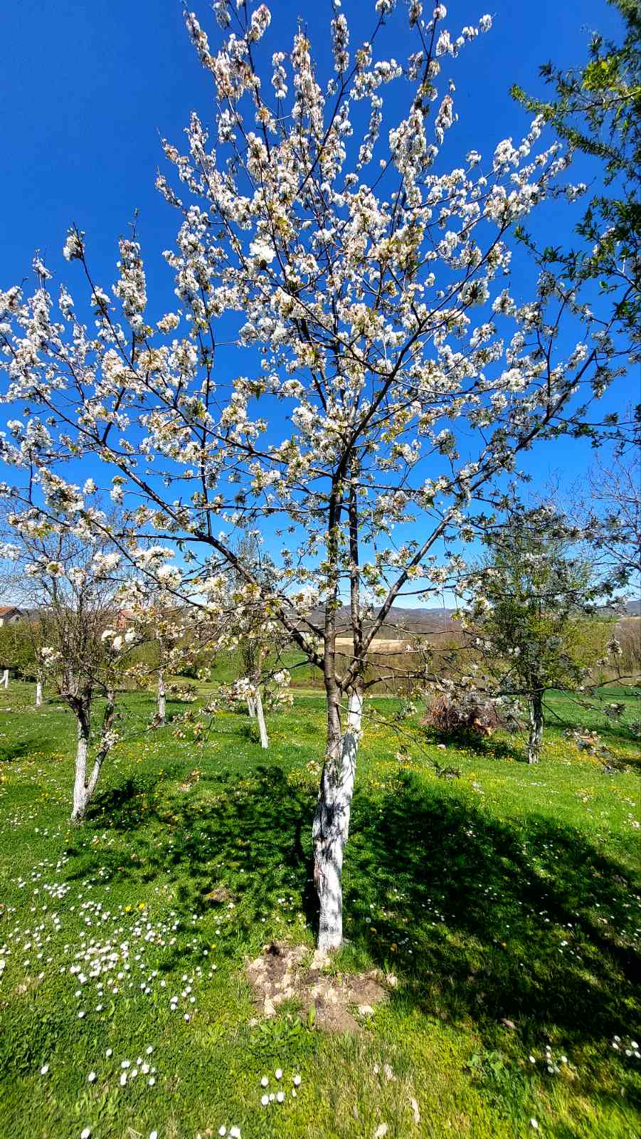 viber-image-2026-04-07-12-02-31-779