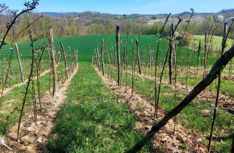 U zasadima kupina vreme za fungicidni tretman od bolesti!