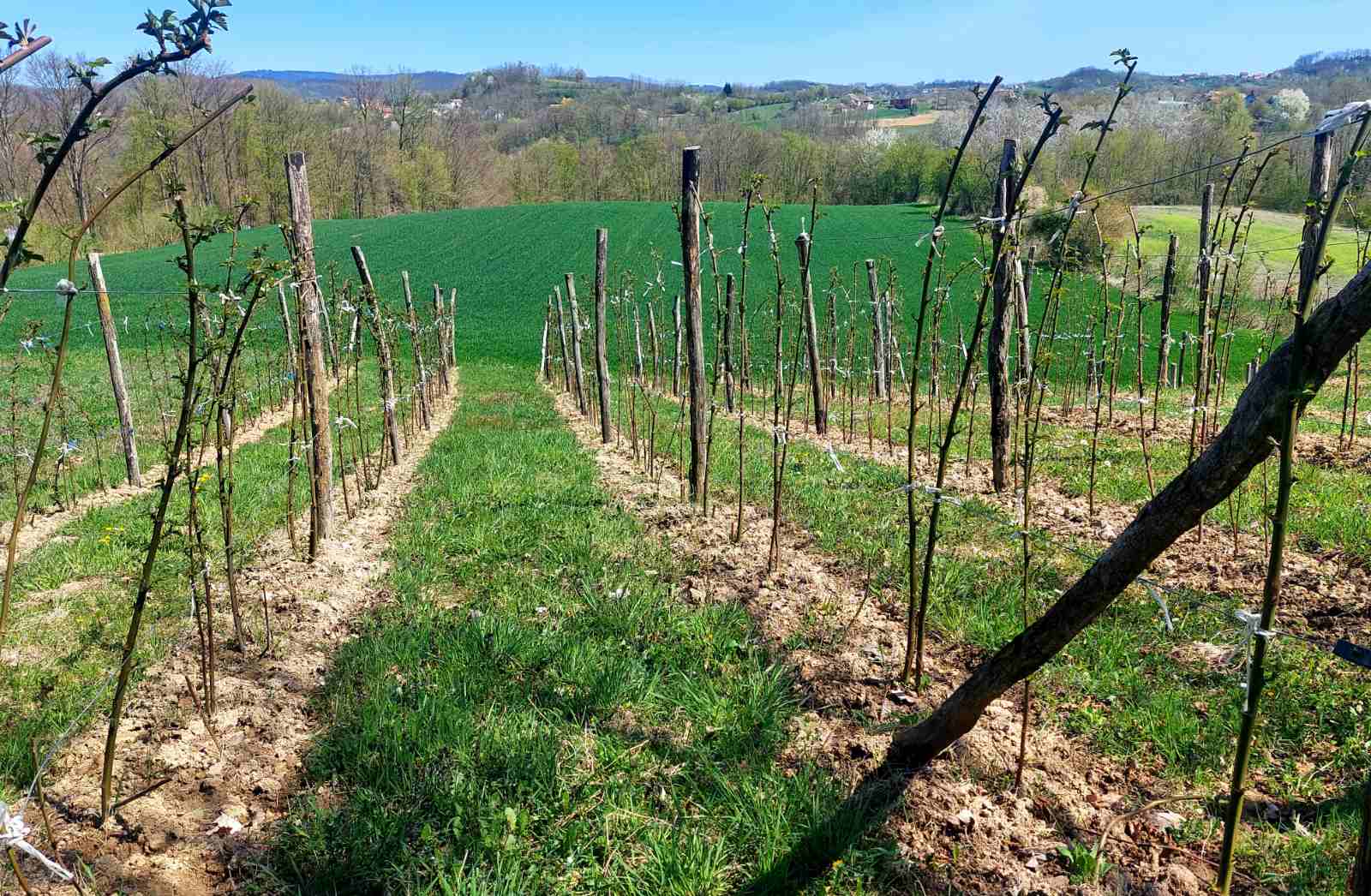 viber-image-2026-04-07-12-02-32-086