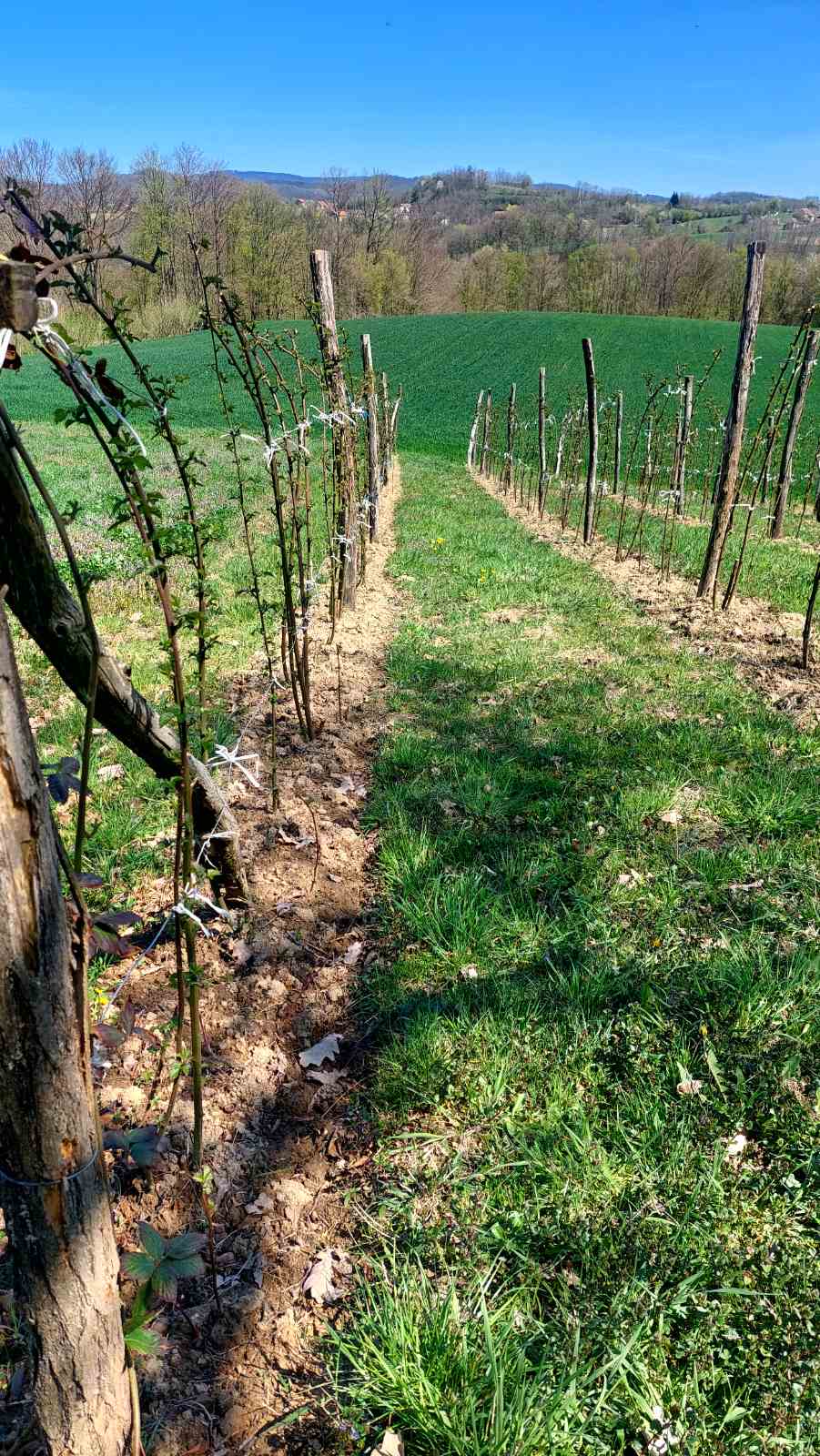 viber-image-2026-04-07-12-02-32-133