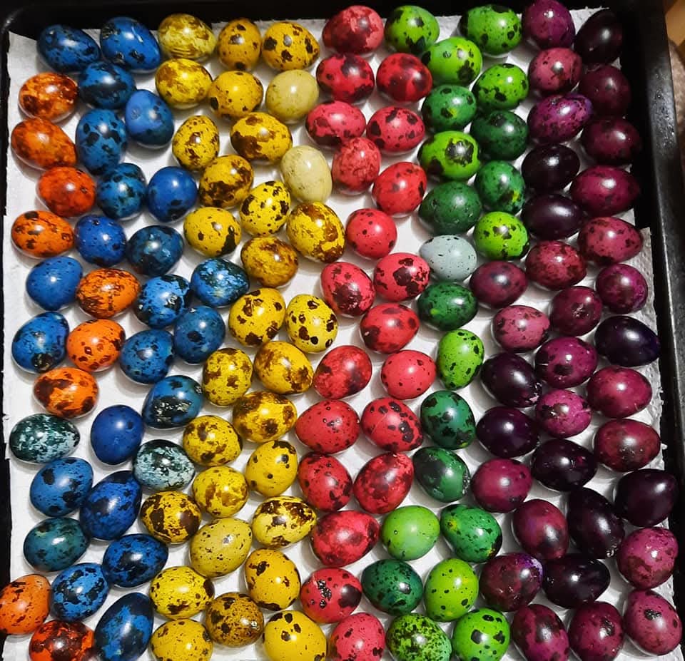 Od čega zavisi boja ljuske jajeta? Nikola Draganić rešava dilemu