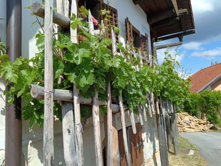 Modra kavčina – loza koja pamti vekove