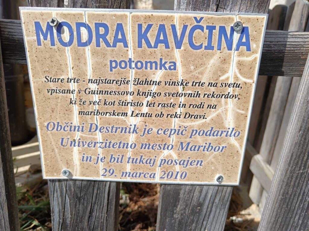 Modra kavčina – loza koja pamti vekove