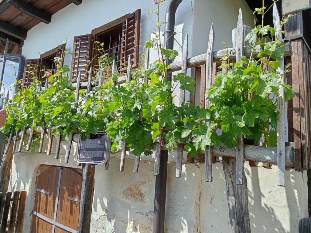 Modra kavčina – loza koja pamti vekove