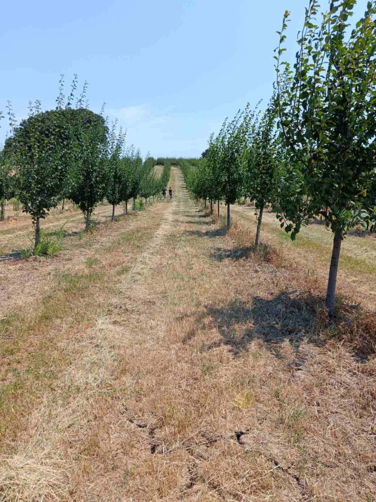 Radeko Šutuljić - omijeni orezivač Mioničkog kraja