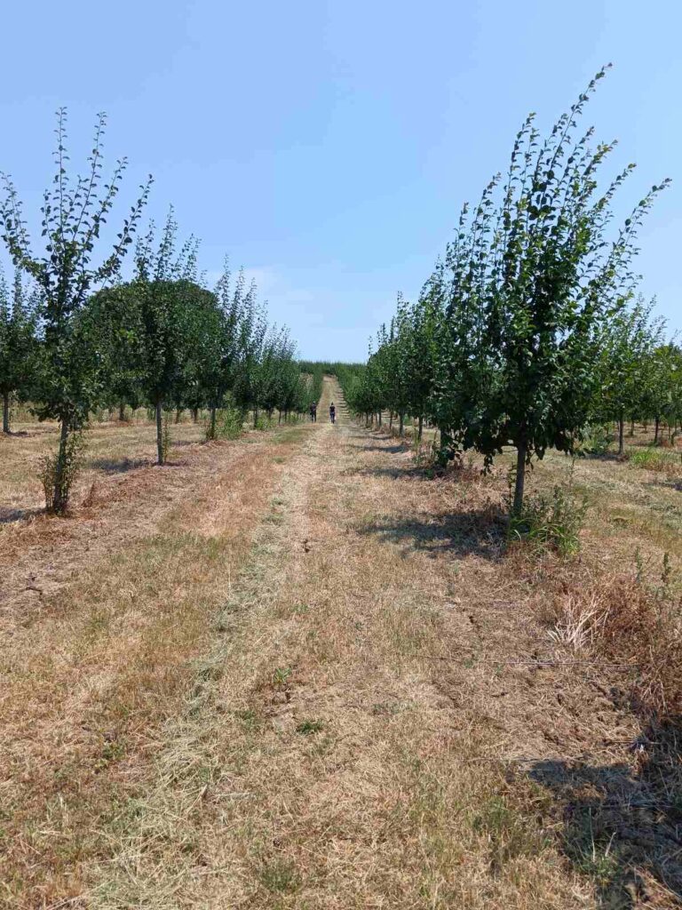 Radeko Šutuljić - omijeni orezivač Mioničkog kraja