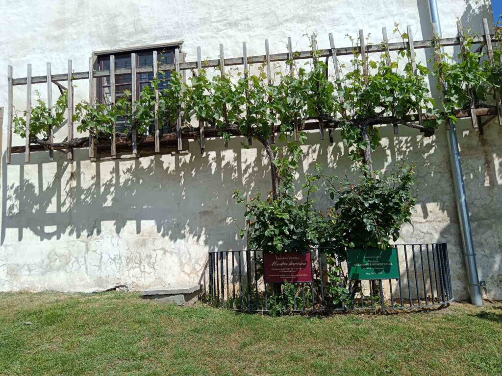 Modra kavčina – loza koja pamti vekove