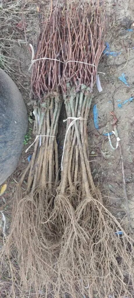 Bogata pijačna ponuda u Aleksandrovcu Župskom – petak pazarni dan