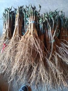 viber-image-2026-04-17-13-08-49-200