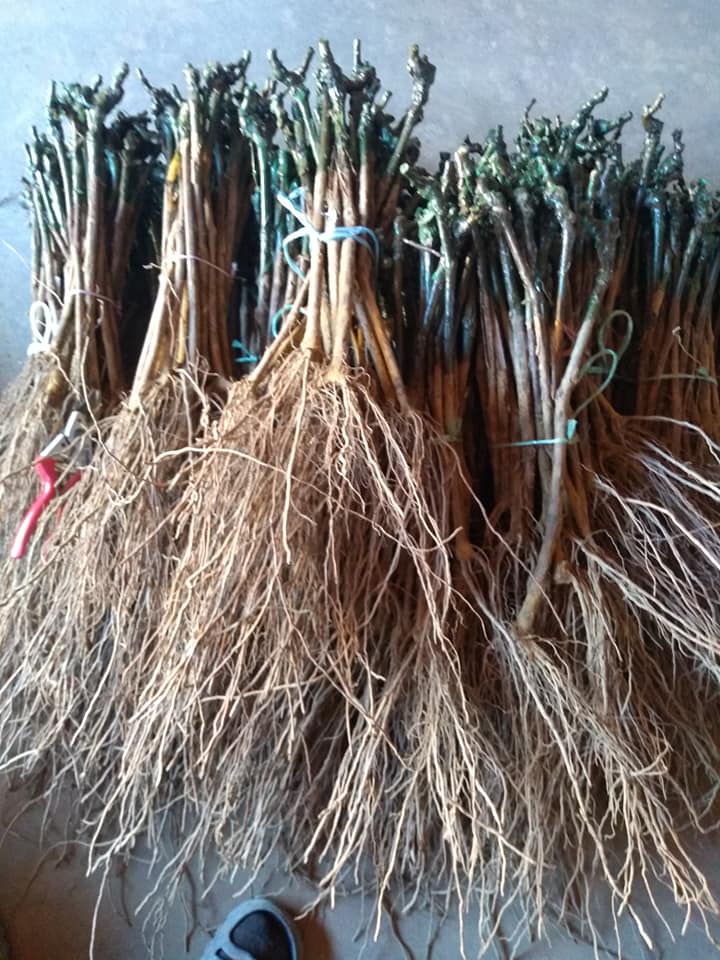 viber-image-2026-04-17-13-08-49-200