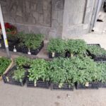 Bogata pijačna ponuda u Aleksandrovcu Župskom – petak pazarni dan