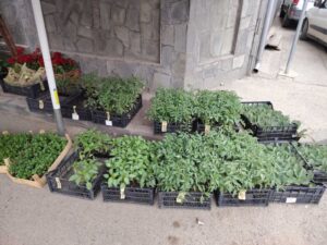 Bogata pijačna ponuda u Aleksandrovcu Župskom – petak pazarni dan