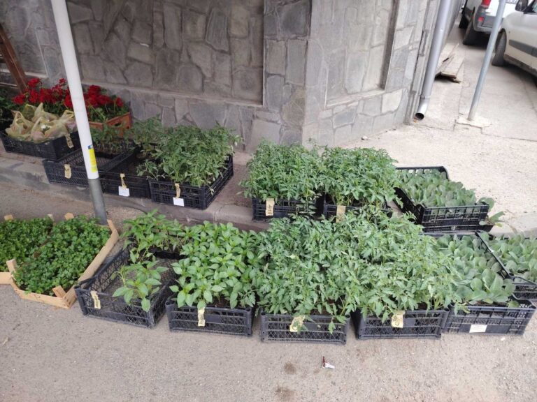 Bogata pijačna ponuda u Aleksandrovcu Župskom – petak pazarni dan