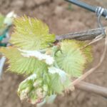 Najavljena kiša – sprovesti zaštitu fungicidima u vinogradima