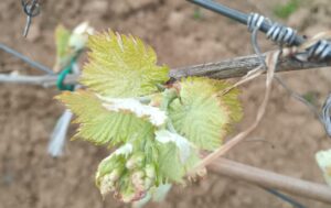 Najavljena kiša – sprovesti zaštitu fungicidima u vinogradima