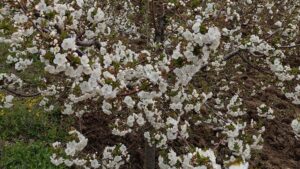 Cveta višnja u regionu Knjaževca – vreme je za zaštitu od monilije