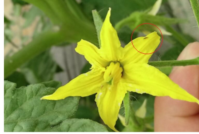 Tripsi u plastenicima – upotrebite predatore ili hemijske mere kontrole
