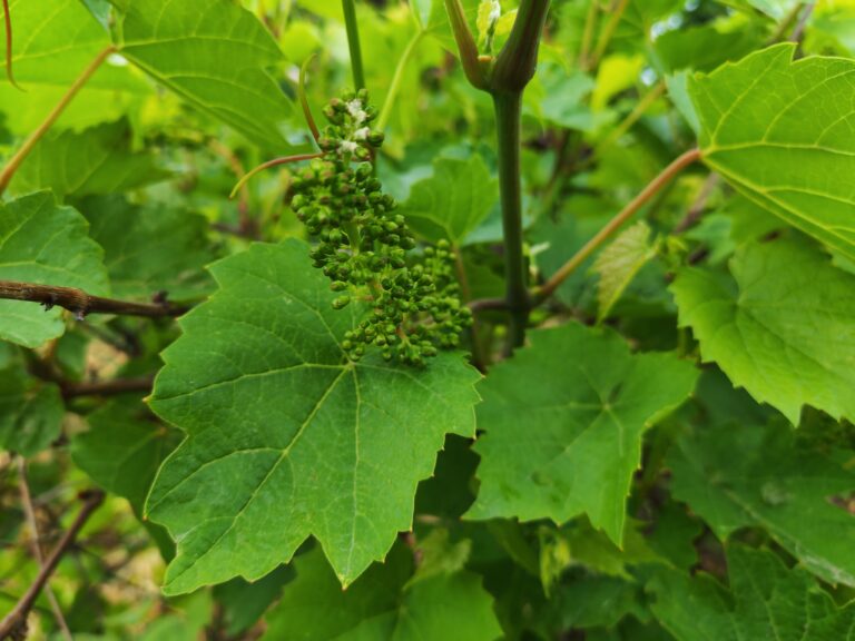 UPOZORENjE ZA VINOGRADARE: STIŽU KIŠA I NESTABILNO VREME, POVEĆAN RIZIK OD BOLESTI VINOVE LOZE