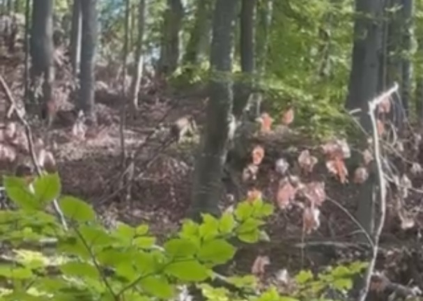 Medvedi na Goliji i Čemernu ne plaše se ljudi, ali se ljudi plaše od njih