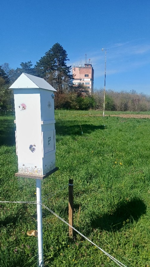 Nevidljivi heroji naših voćnjaka: Zašto su mason pčele ključ za sigurnu hranu?