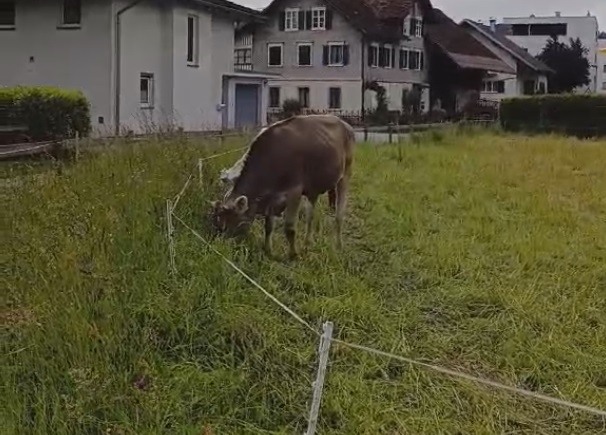 Austrija ima svoje kraljice, a to su krave!