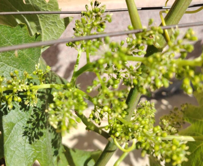 Cvetanje vinove loze: bez zaštite i obrade zemljišta u ovom periodu